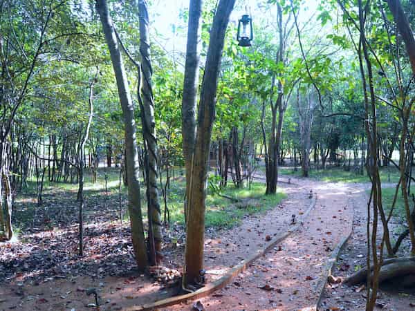 Deep Into the Woods